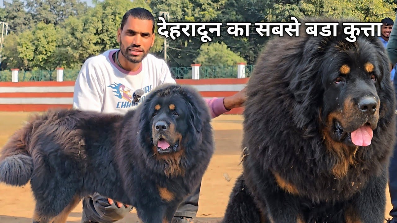 Tibetan Mastiff Dog For Sale In Dehradun | शेर जैसा कुत्ता देहरादून में | Cal -+918477007878 |
