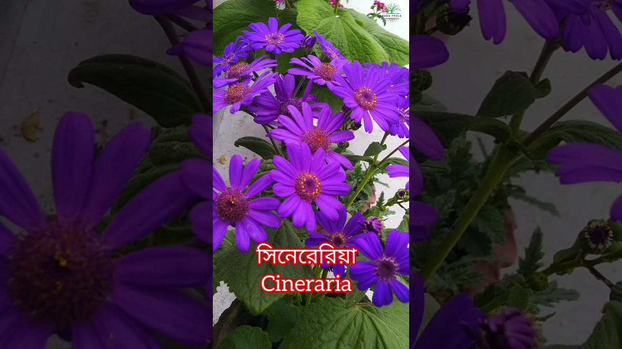 Most popular Winter Flowering plant || শীতকালের 10 ফুল||#flowers #winter #grow #trending #instagram