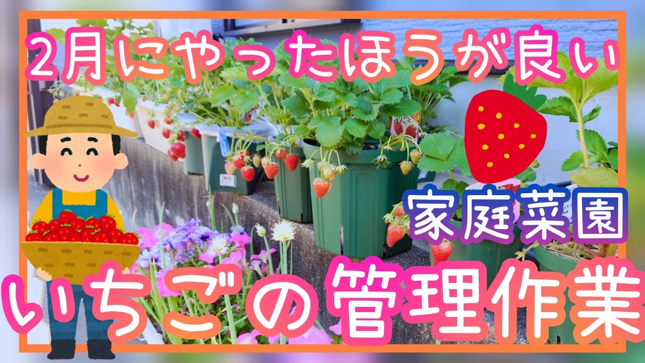 失敗しない♪イチゴ/2月の管理作業/家庭菜園/プランター栽培/2023年