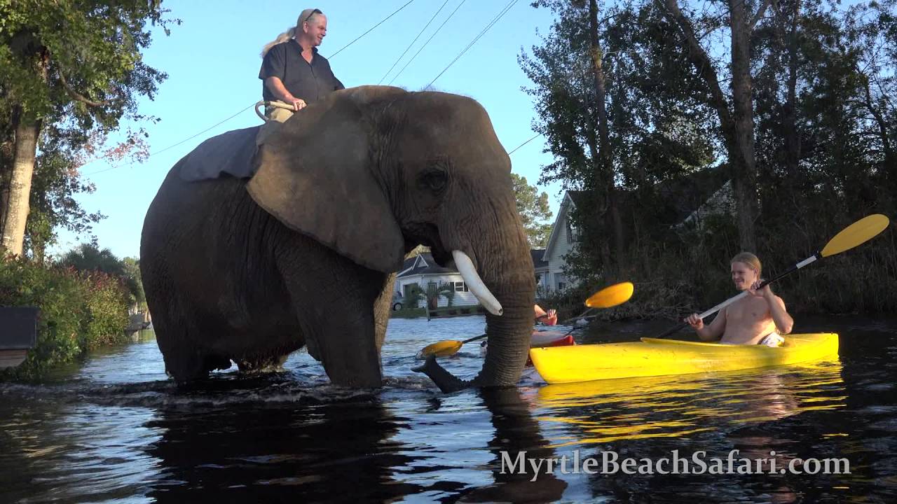 Bubbles the Elephant Visits Flooded Neighbors After Hurricane Matthew