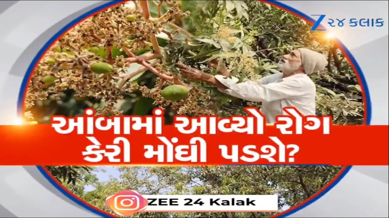 કેસર કેરી પર કુદરતનો પ્રહાર! Amreliમાં બદલાતા હવામાનના કારણે ફ્લાવરિંગને ભારે નુકસાન