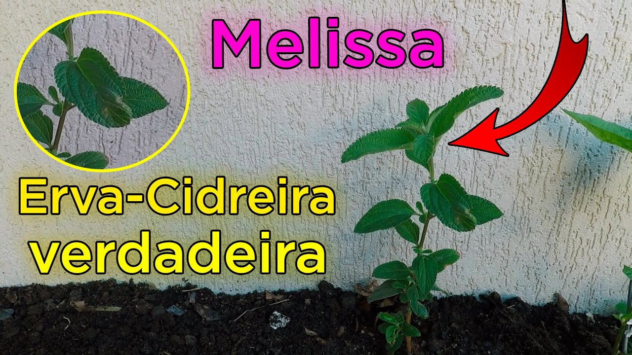 Melissa Erva-Cidreira Verdadeira Como Plantar e Cultivar em Casa