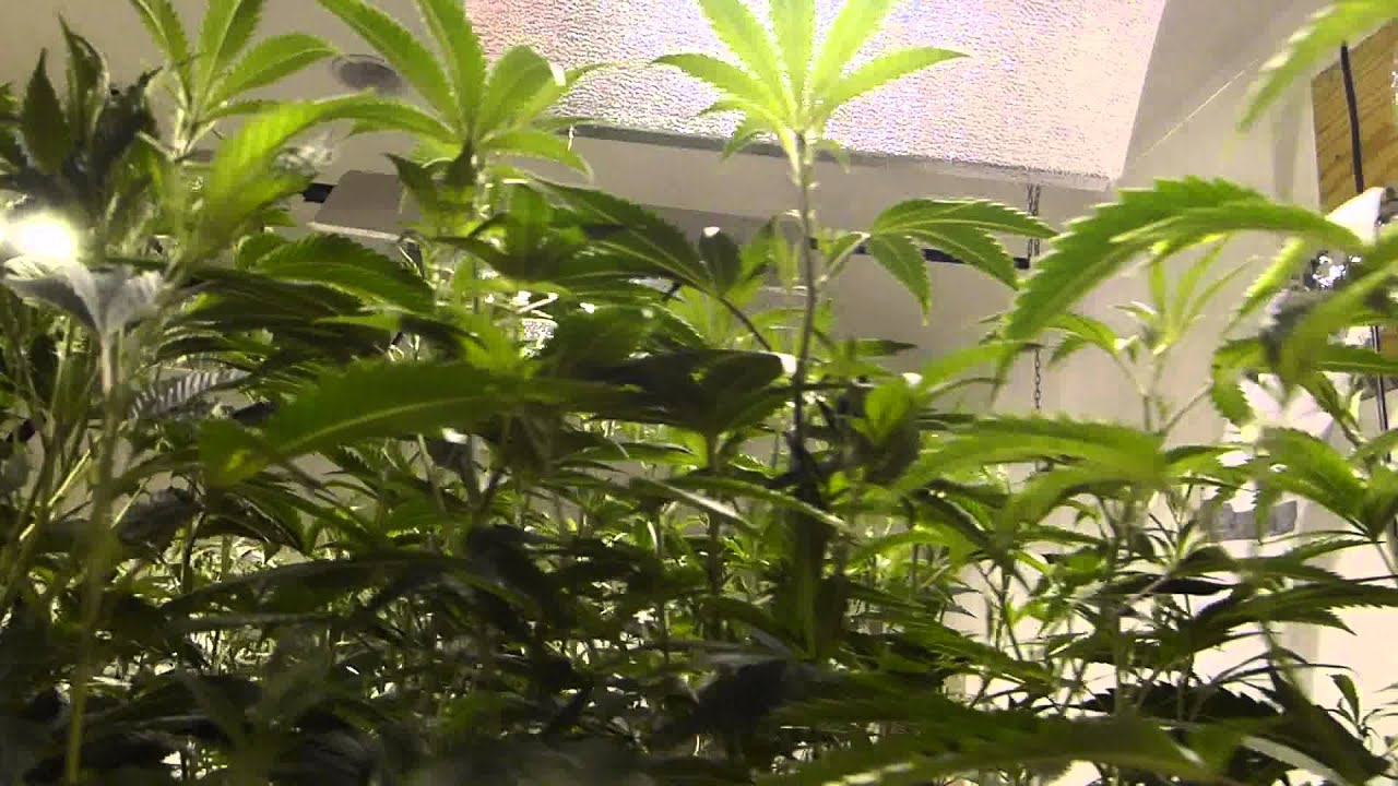 Money Maker Nursery - SFVOG's and Botanicare KIND