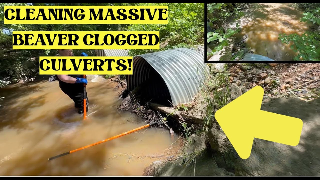 UNCLOGGING BEAVER CLOGGED CULVERTS! 05/2025
