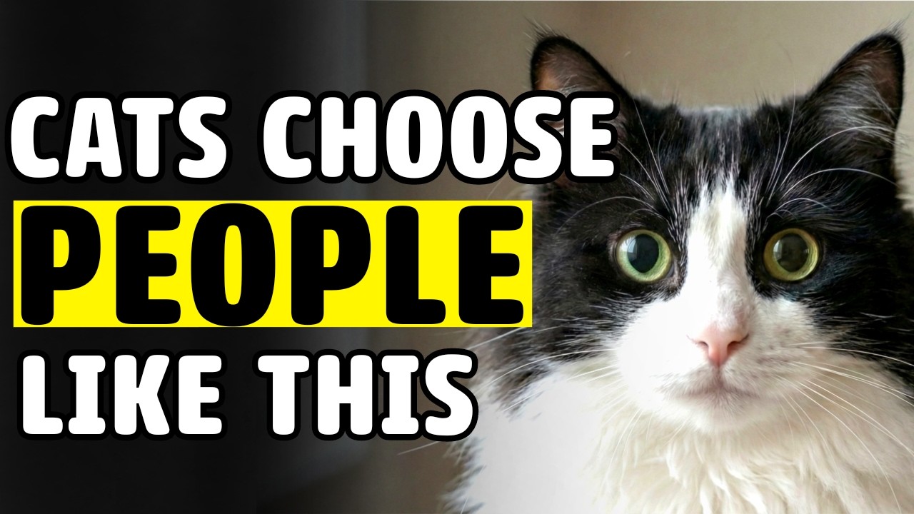 Why Cats Choose Their Favorite Humans? 10 Things They SECRETLY Want!