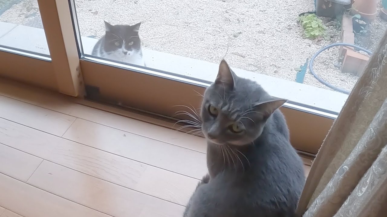 ガン見してくる野良猫の視線に耐えられず飼い主に助けを求める猫