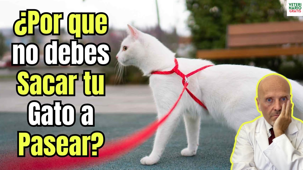🚫🐈‍⬛ ¡ATENCIÓN DUEÑOS! ⚠️ ¿Por qué NO DEBES SACAR TU GATO A PASEAR? 😱