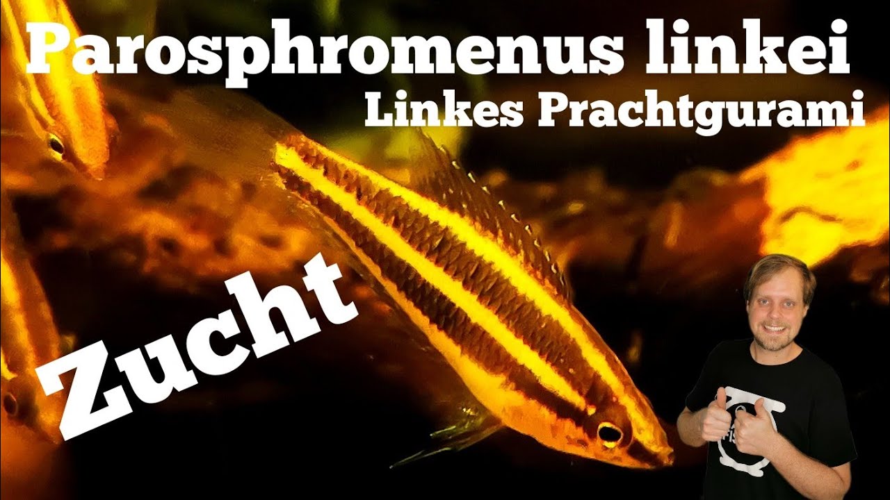PRACHTGURAMI ZUCHT - Expertenfische I Parosphromenus linkei