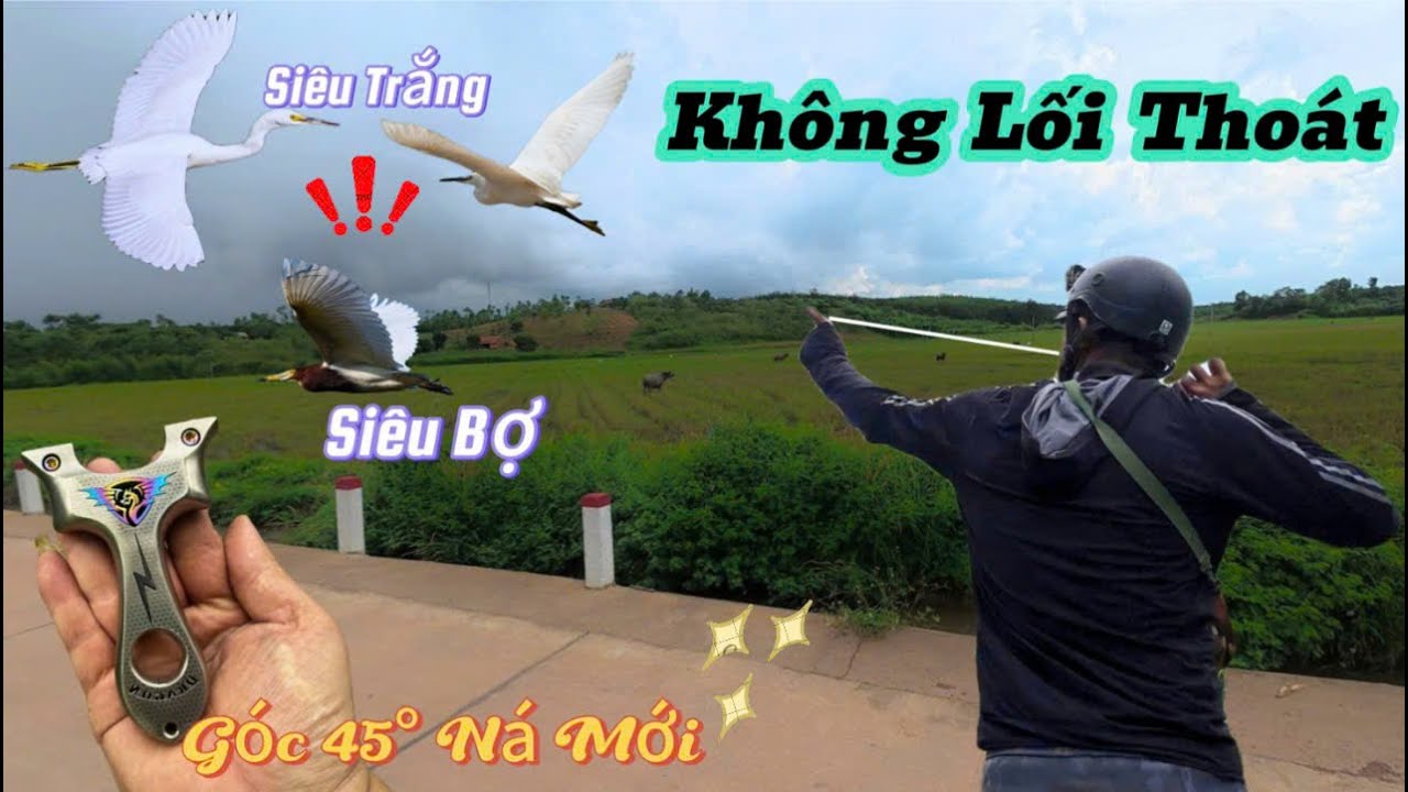Cầm Ná Cao Su Phiên Bản Mới Đi Săn Cò Ngoài Đồng, Chinh Phục Cò Trắng, Cò Bợ Bay || SangSlingShot