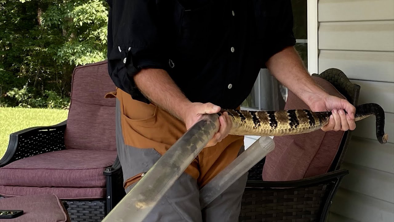 Rattlesnake Bite