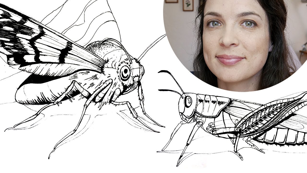 DrawABox - Drawing Insects - #091