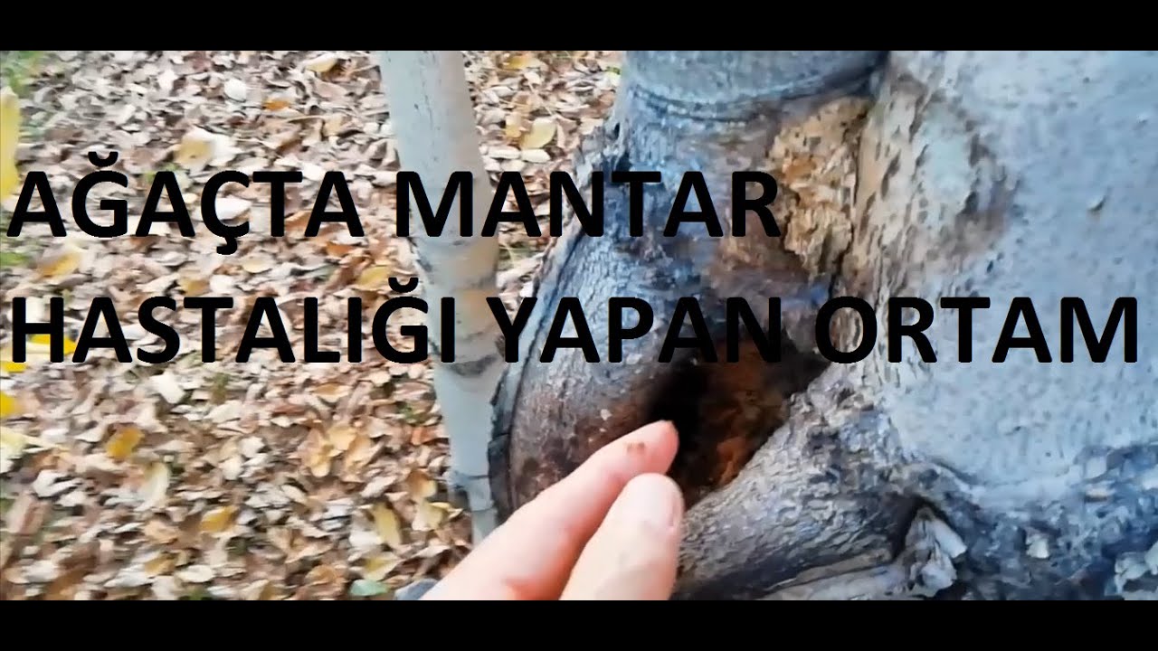 Ağaca Mantar Hastalığı Yapan Ortam ve Temizlenmesi