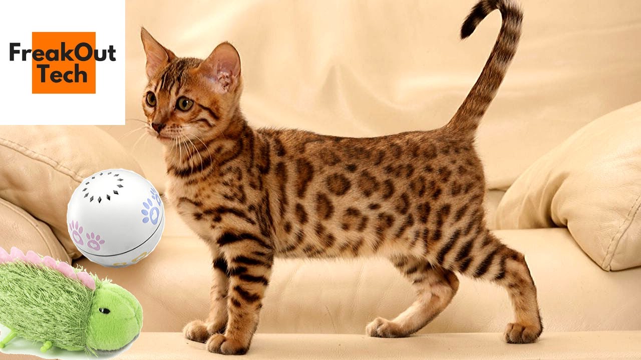 5 Awesome Gadgets Your Cat Will Love