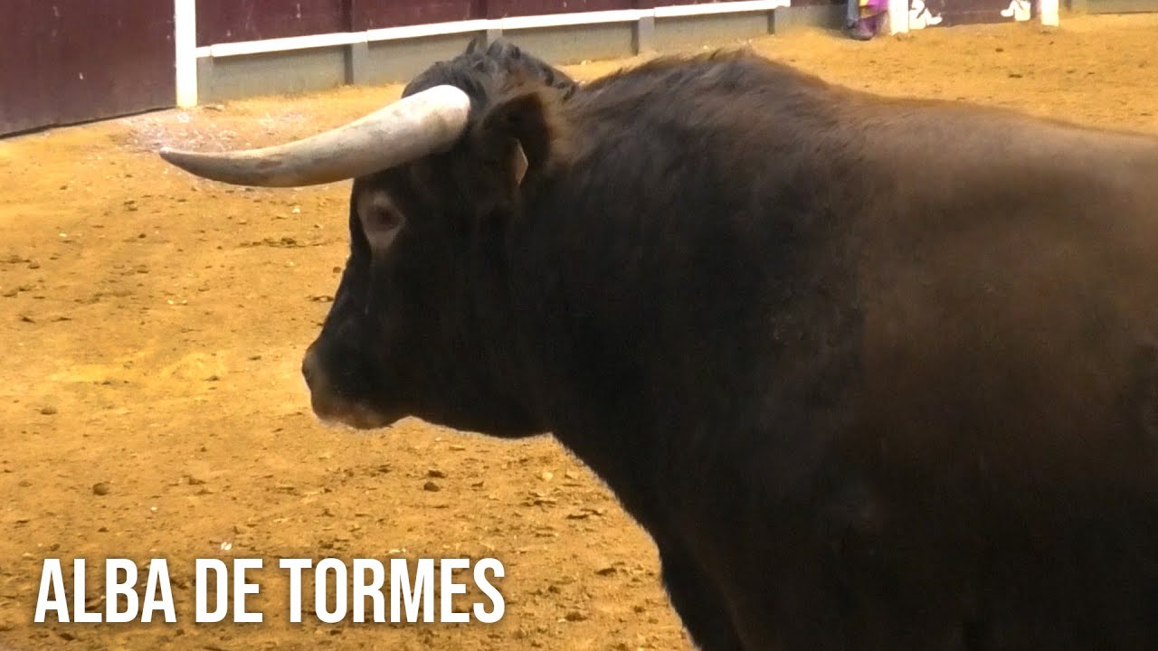 Alba de Tormes 2025 Concurso con Toros Bravos