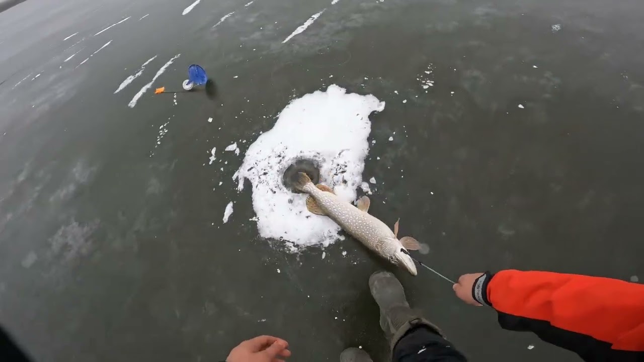 ЛОВЛЯ ЩУКИ НА ЖЕРЛИЦЫ 21.12.25 #рыбалка #fishing #щука #лед #жерлицы 