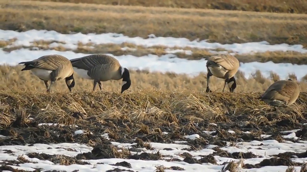 シジュウカラガンの採餌　Cuckling goose