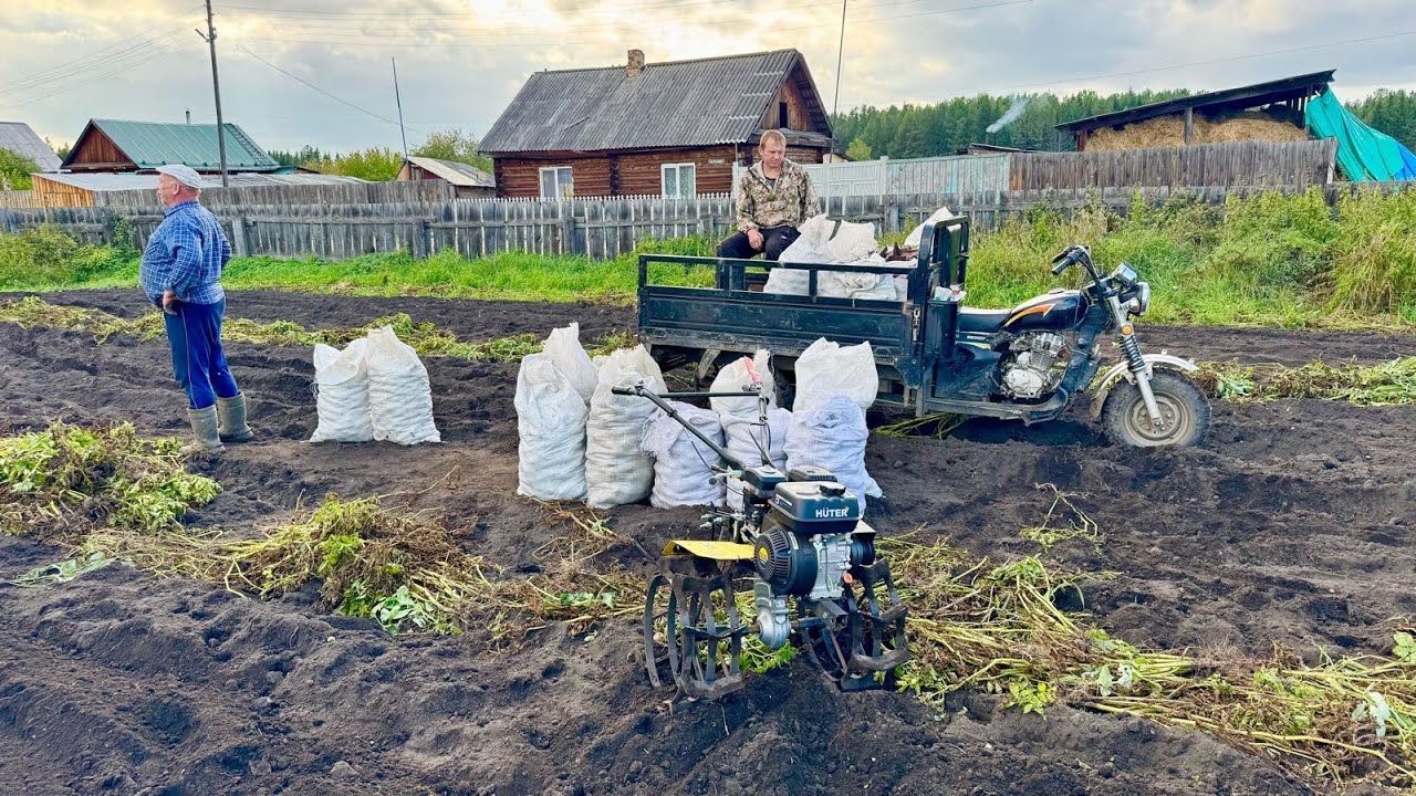 КОПАЕМ КАРТОШКУ В ДЕРЕВНЕ. ПЕРВЫЙ ВЫХОД НА ОХОТУ ПО ВОДОПЛАВАЮЩЕЙ. 