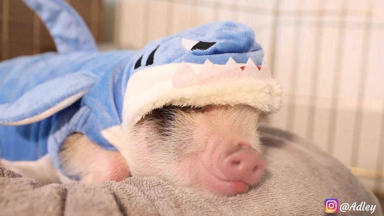 Baby Shark (PIG VERSION) Original Parody Dance - ADLEY