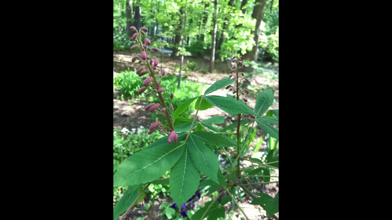 Red buckeye (Aesculus pavia) bud break!