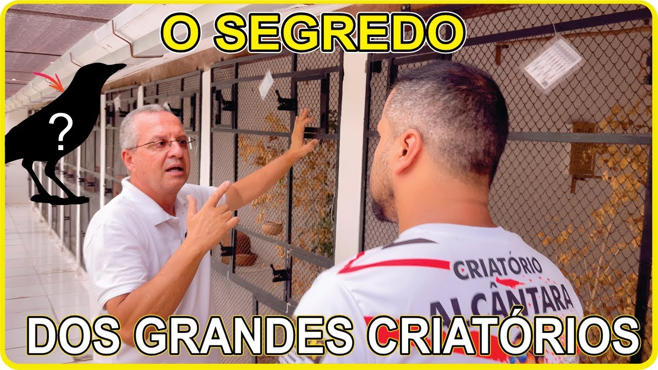 O QUE OS GRANDES CRIADORES FAZEM E NINGUÉM TE CONTA! 😱🔥