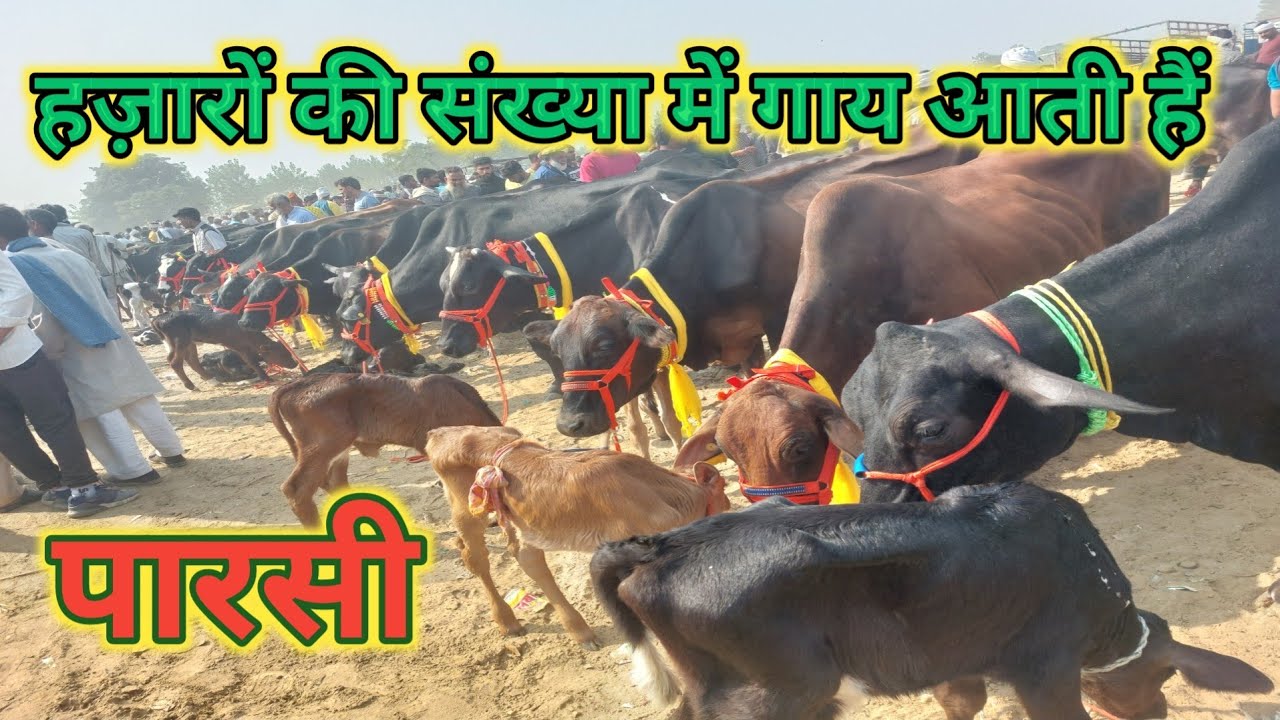 Cow  Market Parsi Pashu Mandi | Sale Sahiwal Gaye | Hf Cow | Deshi Haryana | Cow Farm | New Video 