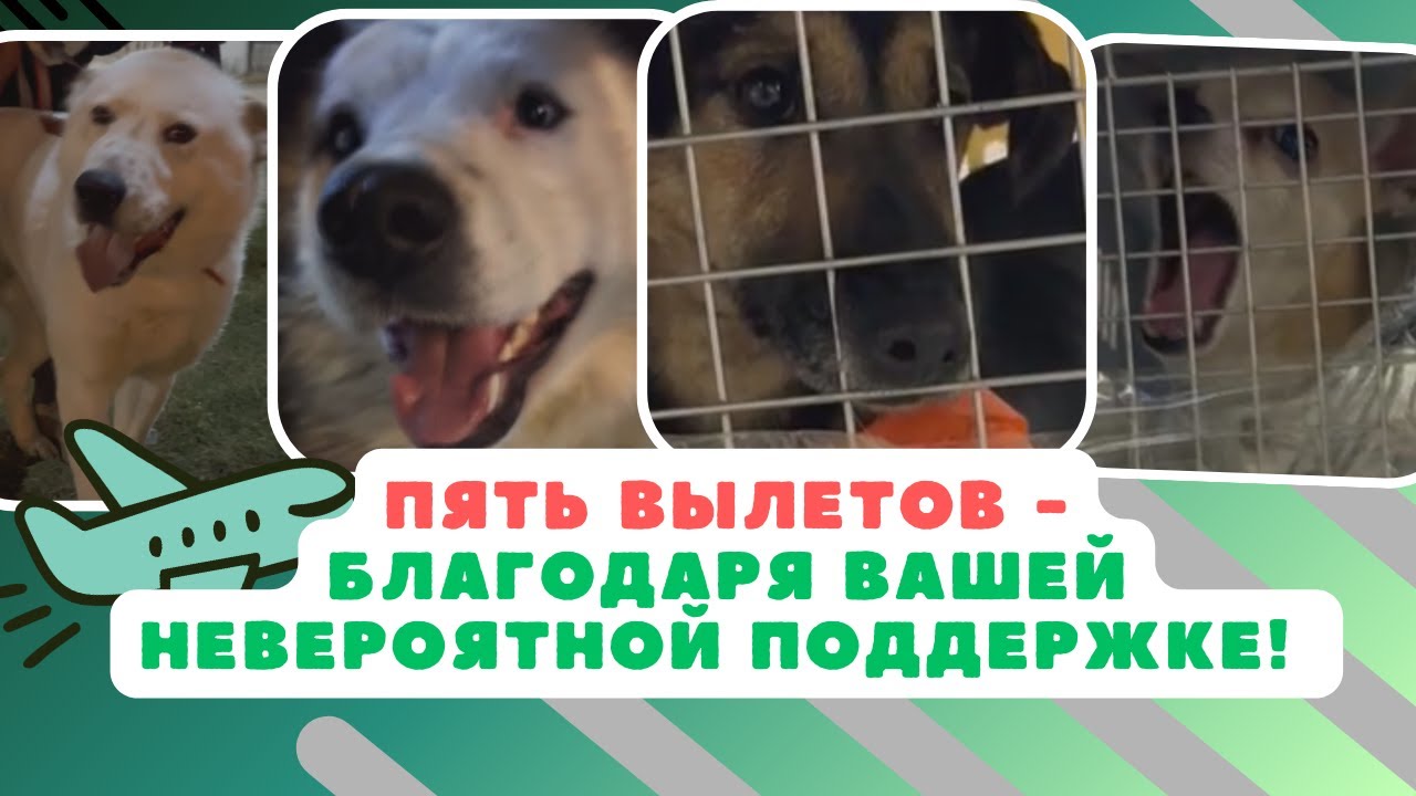 Успешные вылеты спасённых хвостиков! Спасибо за вашу помощь!