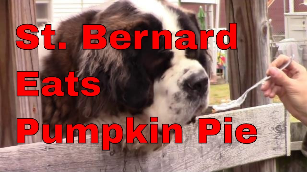 Saint Bernard Dog Eating Pumpkin Pie