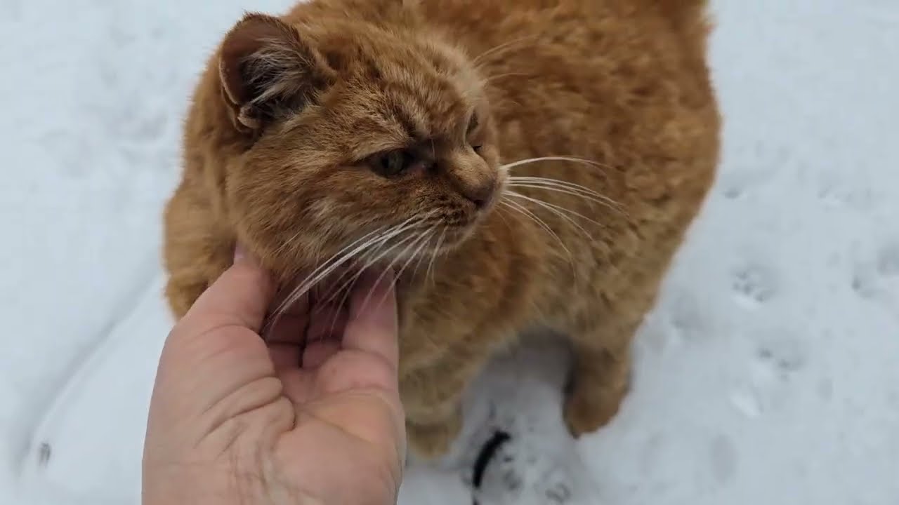 Трошки намело.❄️ Поспішила відкрити чемерники і штамбові троянди.