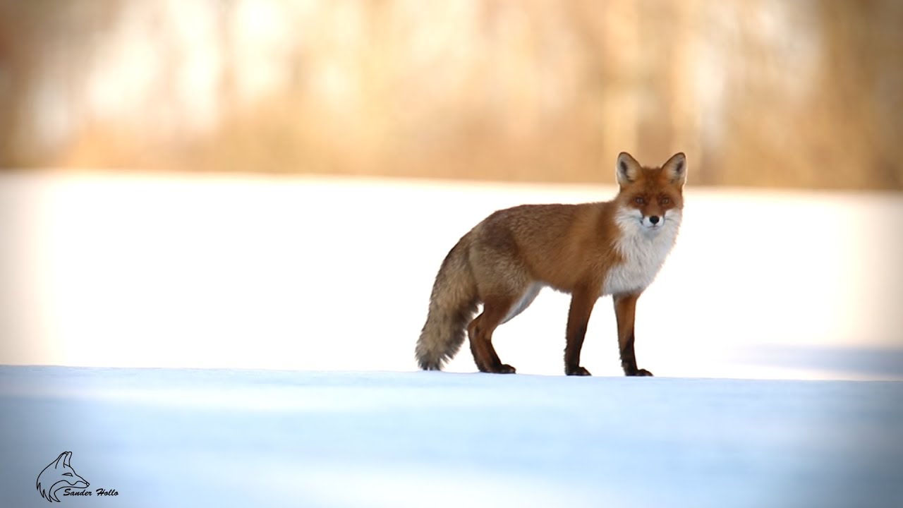 Fox Barking
