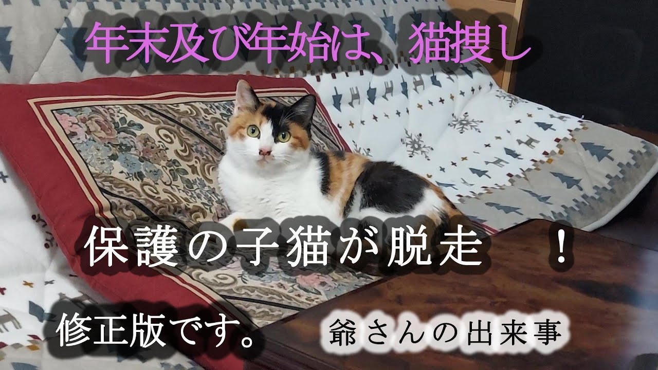 保護猫のアオが、脱走して、行方不明になり年末及び年始に、あちこちを捜した。 #猫 #シニア #寒ラン