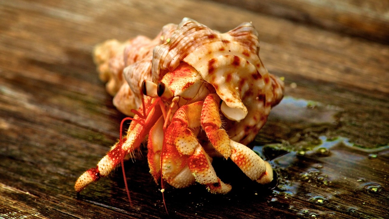 Hermit Crabs: 🦀 Amazing Facts, Behaviors & Secrets You Didn&rsquo;t Know!