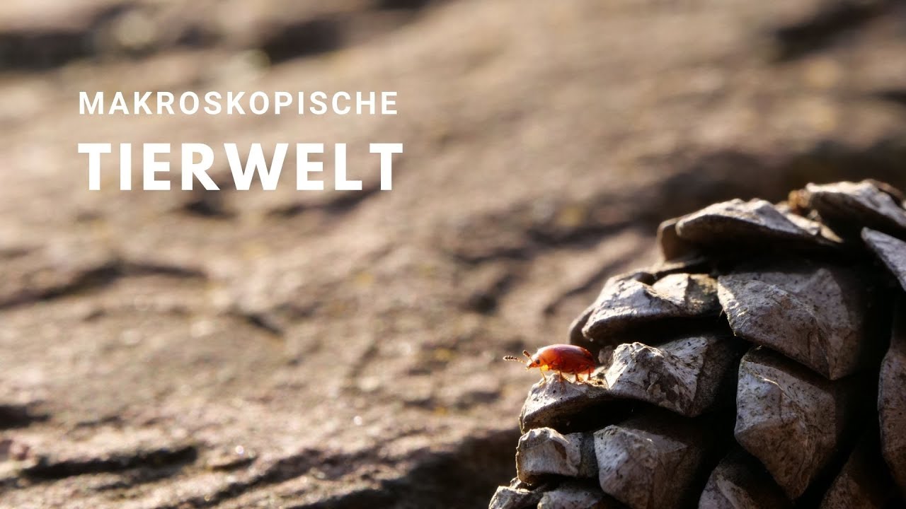 Makroskopische Tierwelt | Lumix G9 | 7Artisans 60mm F2.8 II | 4k