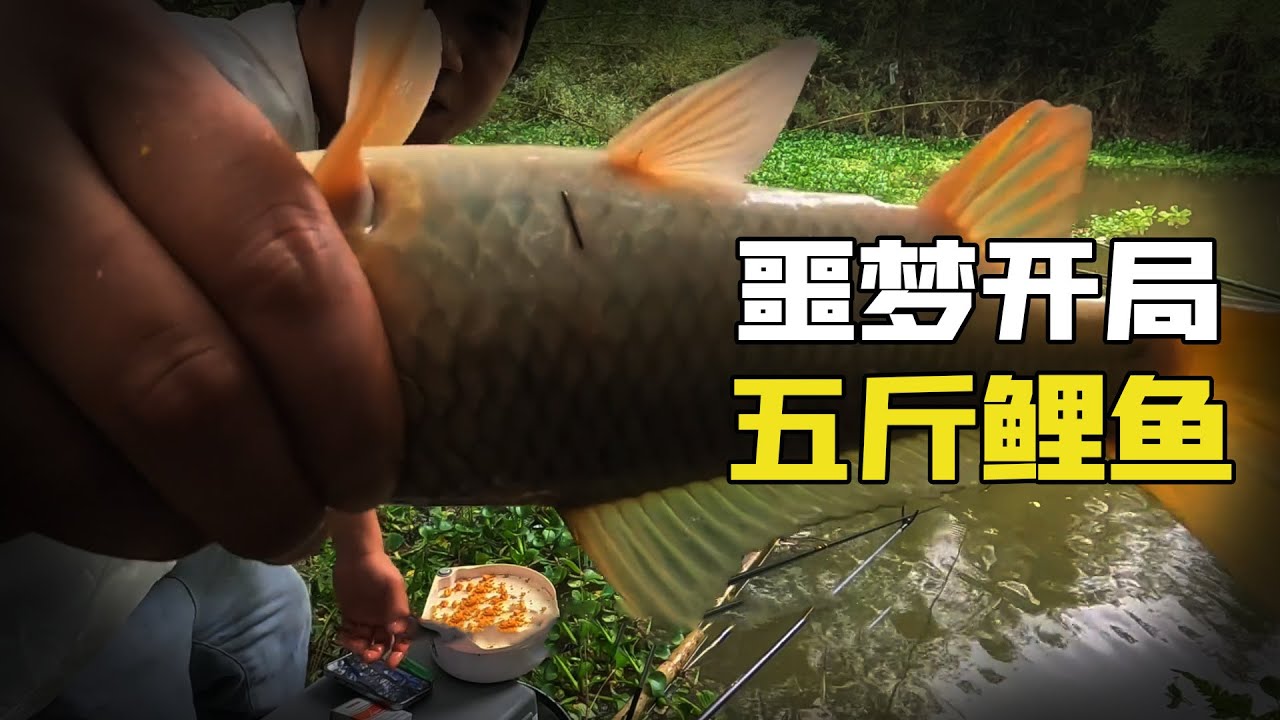 野釣噩夢開局，打窩出意外要空軍了，竟靠一招釣到五斤鯉魚！