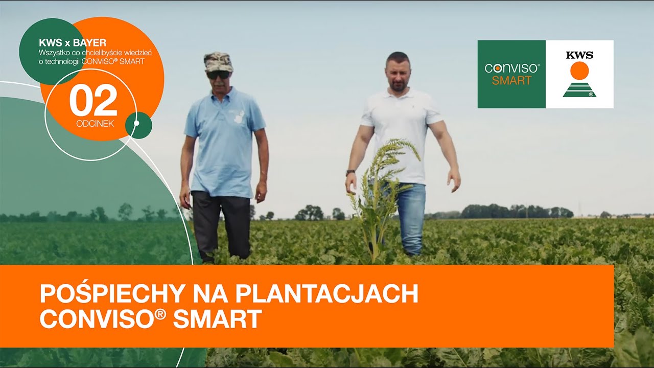 Pośpiechy na plantacjach CONVISO® SMART / KWS x BAYER odc. 2