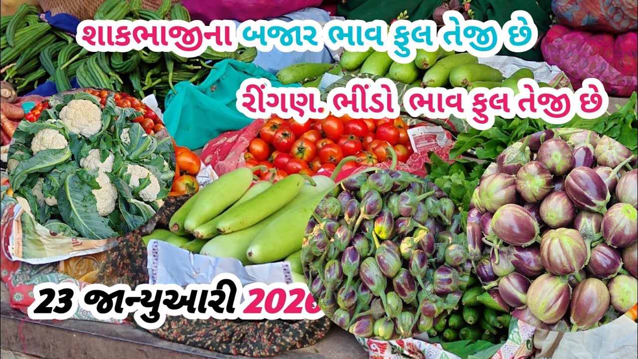  શાકભાજીના બજાર ભાવ ફુલ તેજી છે | રીંગણ એન ભીંડા ભાવ વધારો| તળાજા માર્કેટ યાર્ડ | 23-01-2026 |