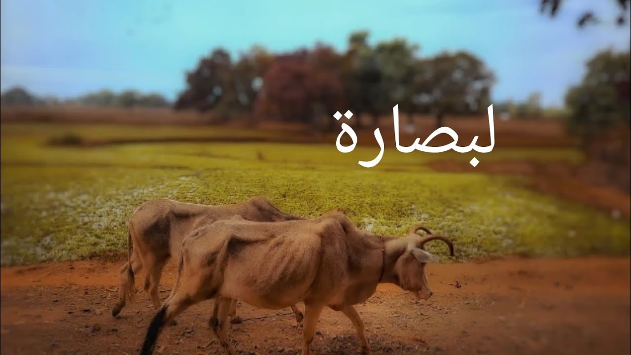 لبصارة
