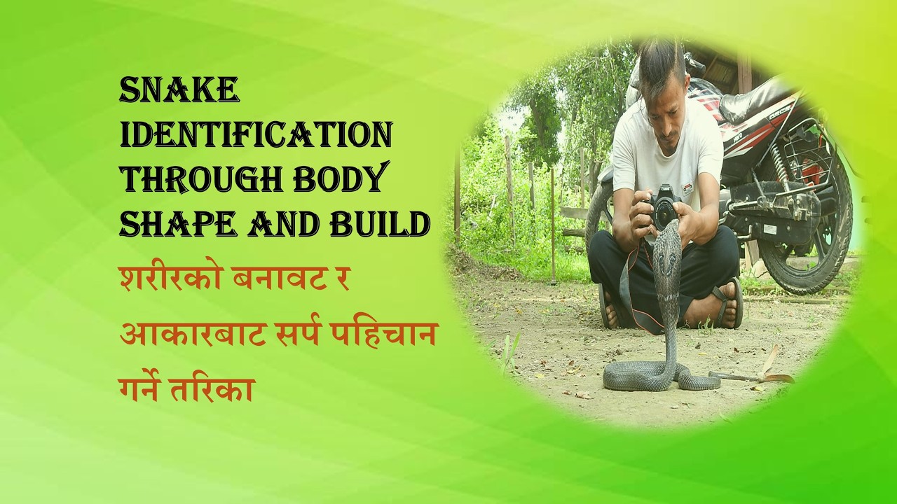 Snake ID Through Body Shape and Build। शरीरको बनावट र आकारबाट सर्प पहिचान । TheWildAdventure। Part 4