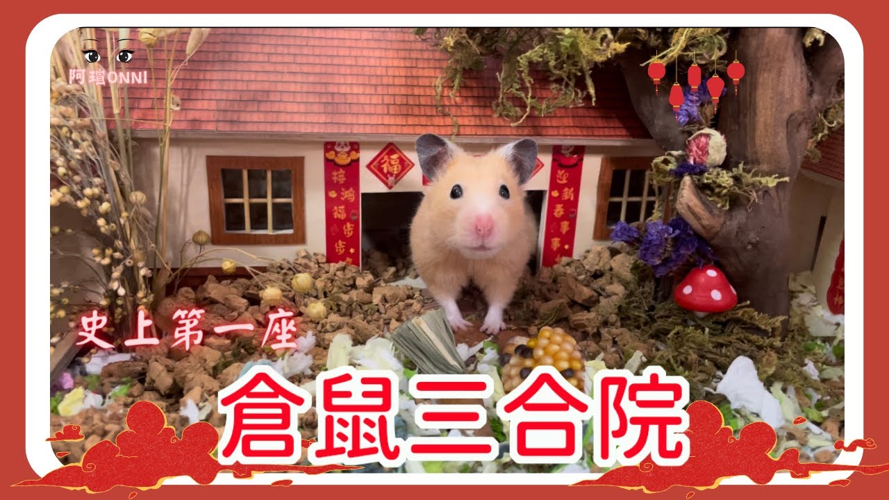 給倉鼠住的三合院你看過嗎？《倉鼠科養篇》