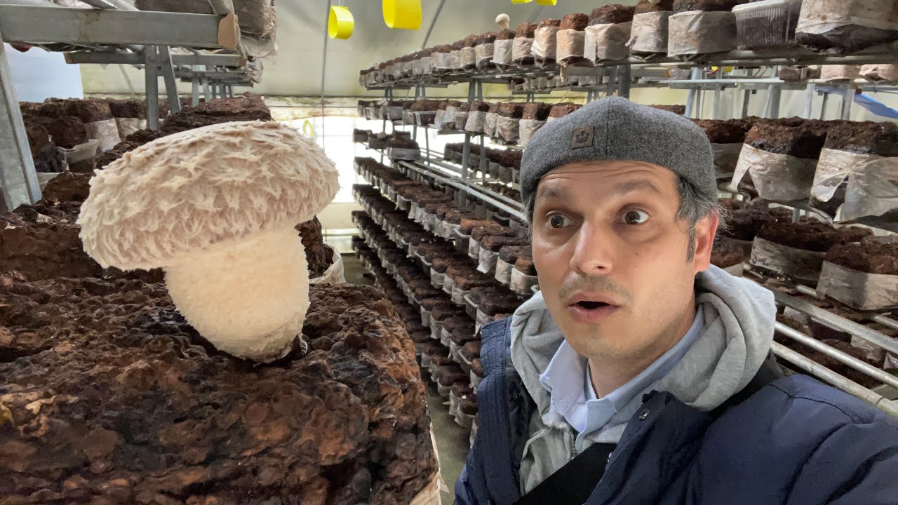 Japanese Shiitake Mushroom Farm and Store House | Niigata