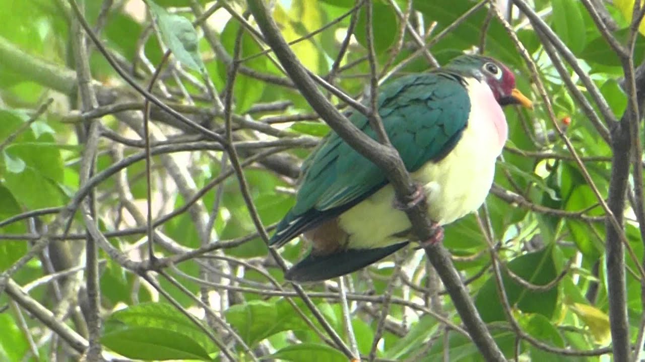 Jambu Fruit Dove