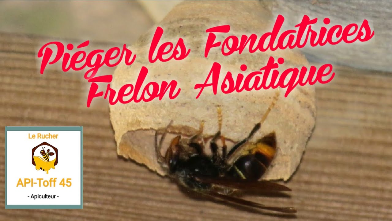 Apiculture 2021: 🤔 Astuce Piége pour Fondatrices Frelon Asiatique