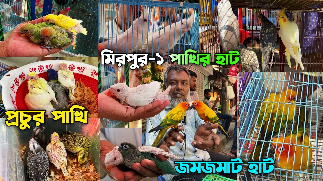 মিরপুর-১ পাখির হাট || এক ভিডিওতে এত পাখি আগে দেখেন নাই || চমৎকার জমজমাট  আজকের হাট