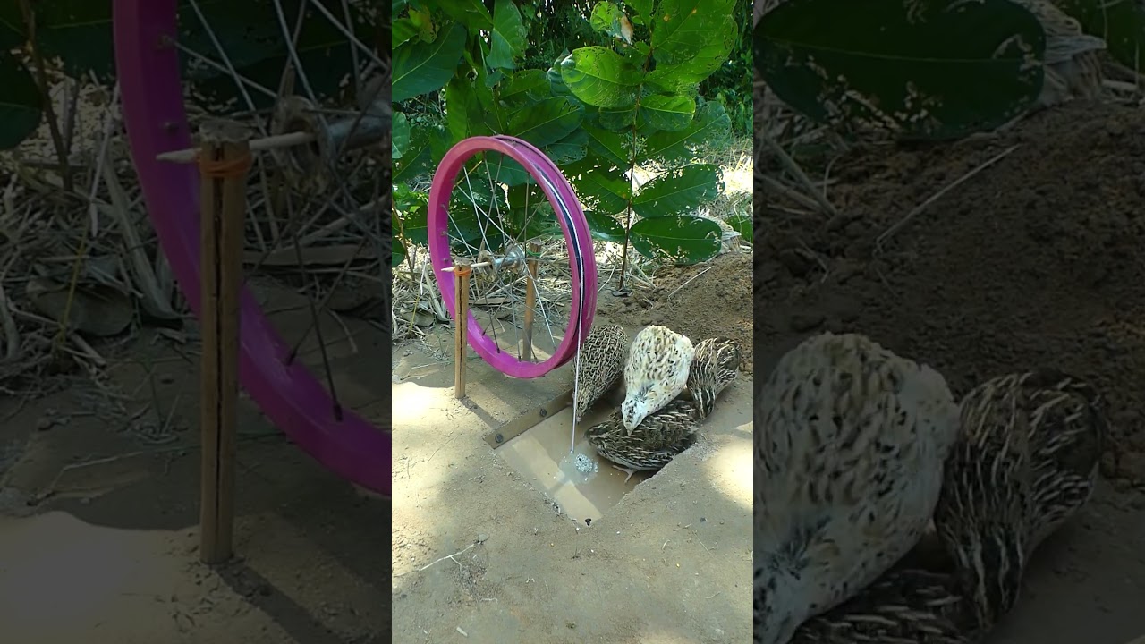 Simple bird trap#bird trap #shorts