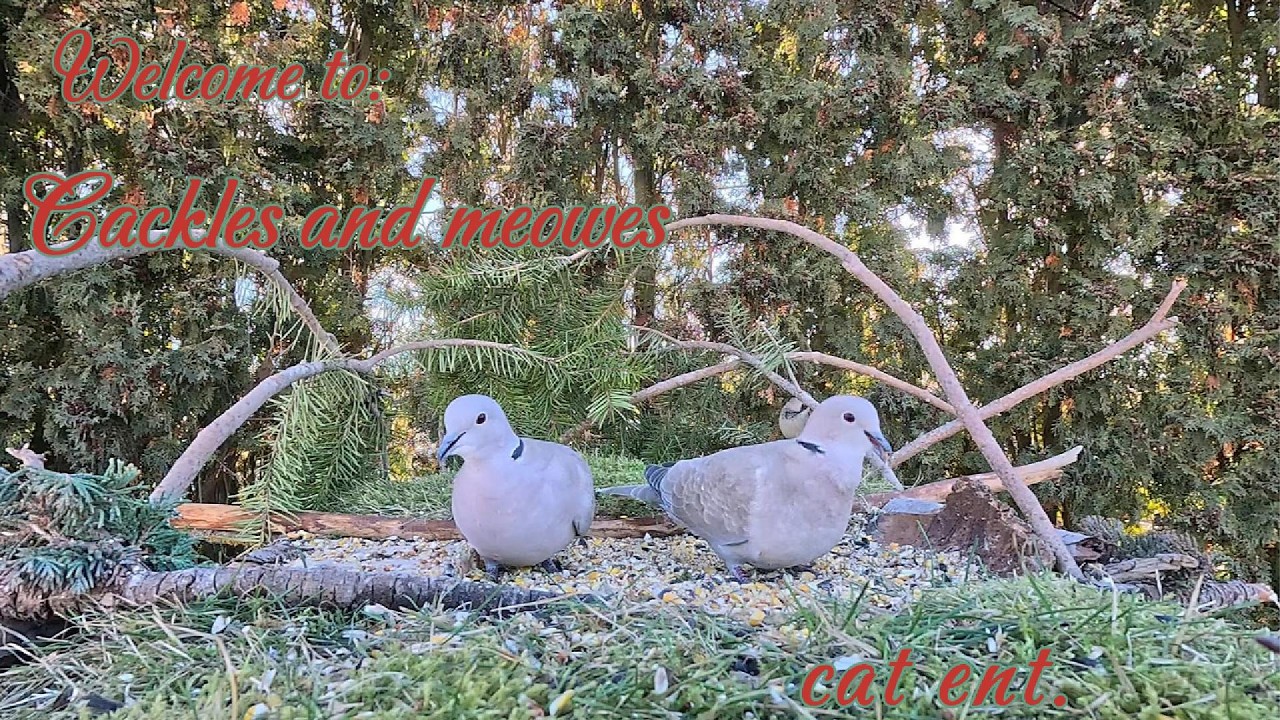 Cat TV for cats entertainment. ￼