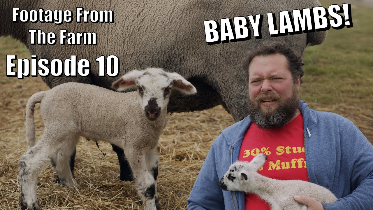 Footage From The Farm: Episode 10 - Cuteness Overload, The Pol's Have Baby Lambs!