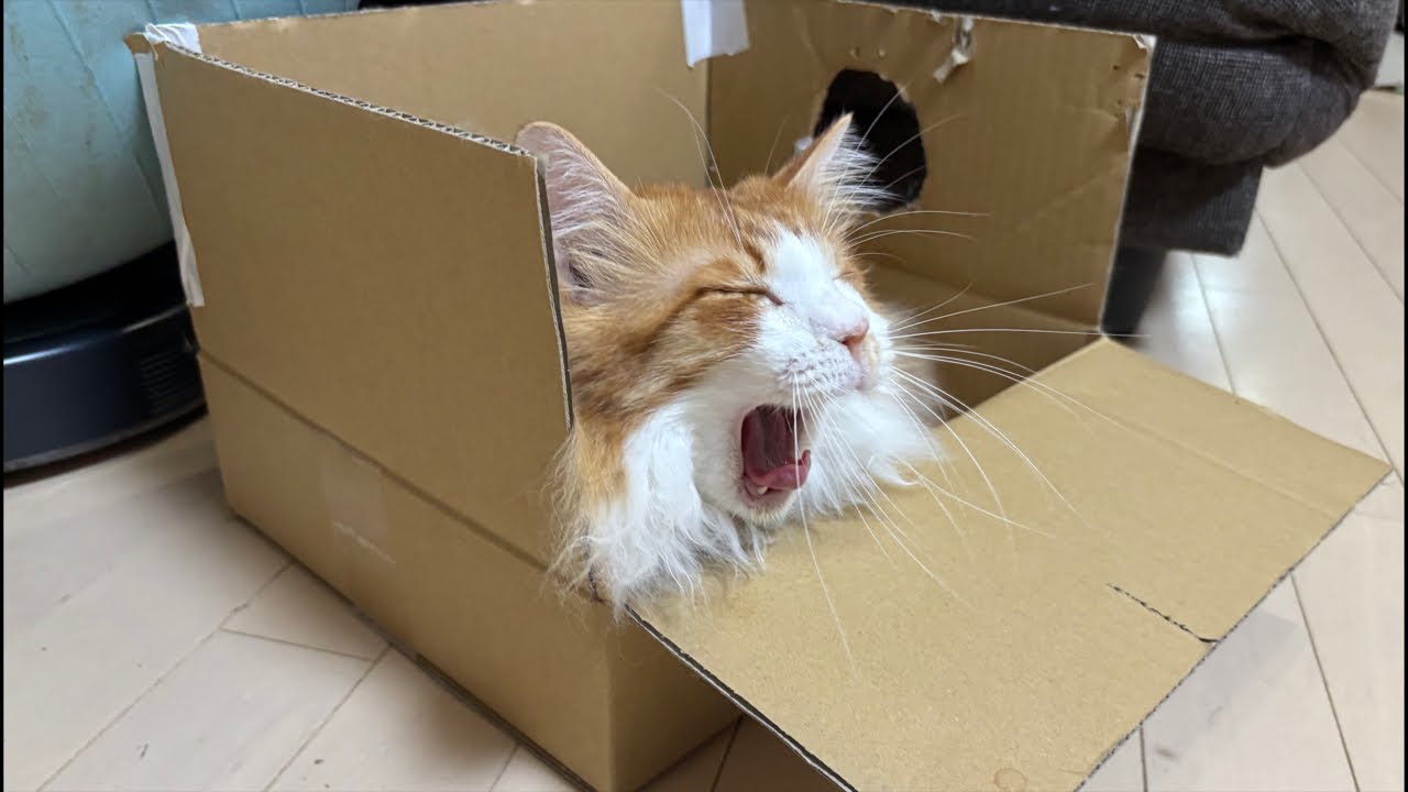 おはようございます！0110（土）05：07～　Jの猫動画ライブ配信｜お外に出たい猫のふくふく｜かわいい猫とうさぎの幸せな時間｜2026 Live cat video