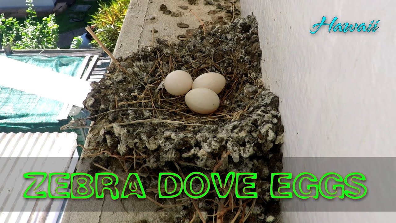 Relaxing Sound 🌈 Zebra Dove Nest | Baby Birds Hatching To Leaving The Nest In 50 Minutes!🌴 Hawaii 4K