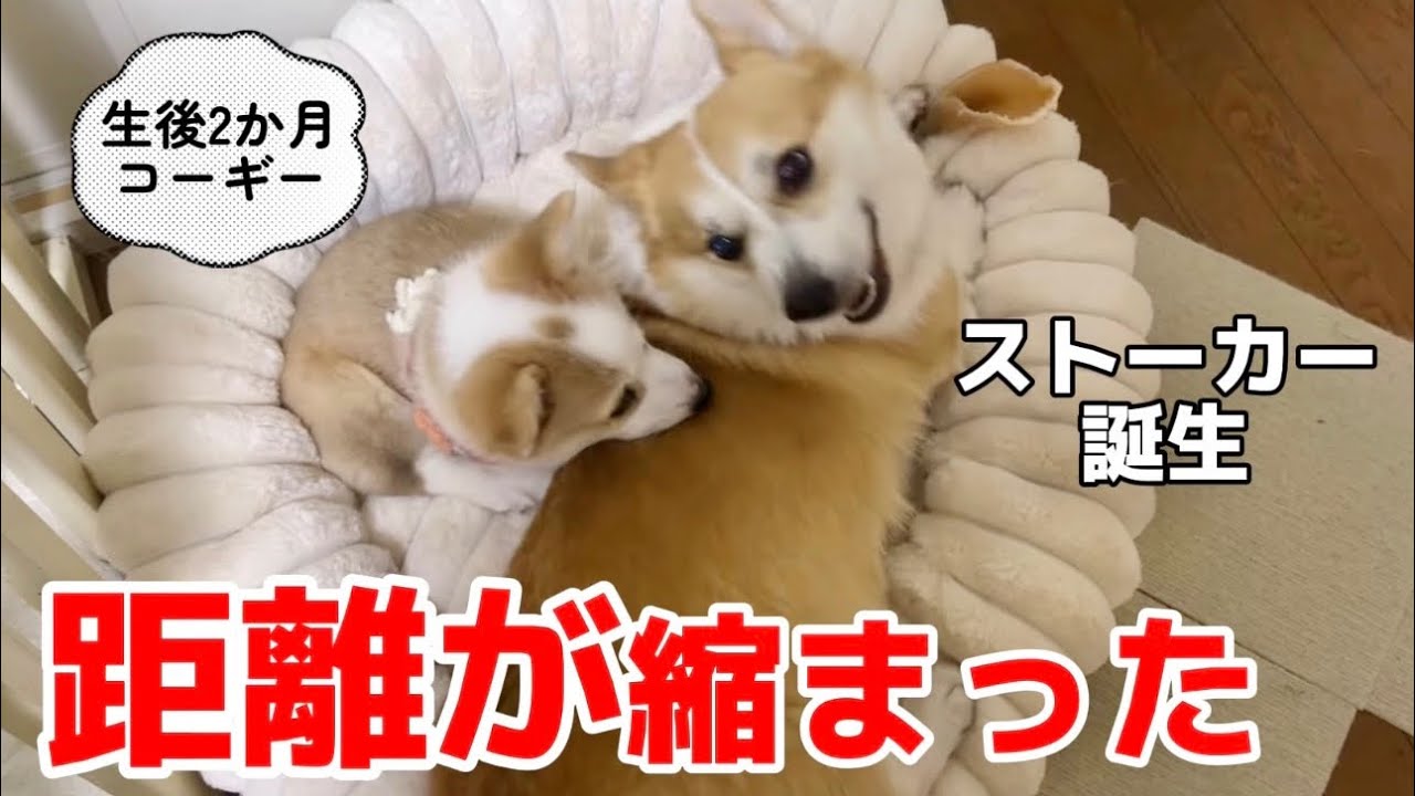 【多頭飼い】子犬と先代犬の距離が縮まった1ヶ月兄妹のようになった日まで🐶