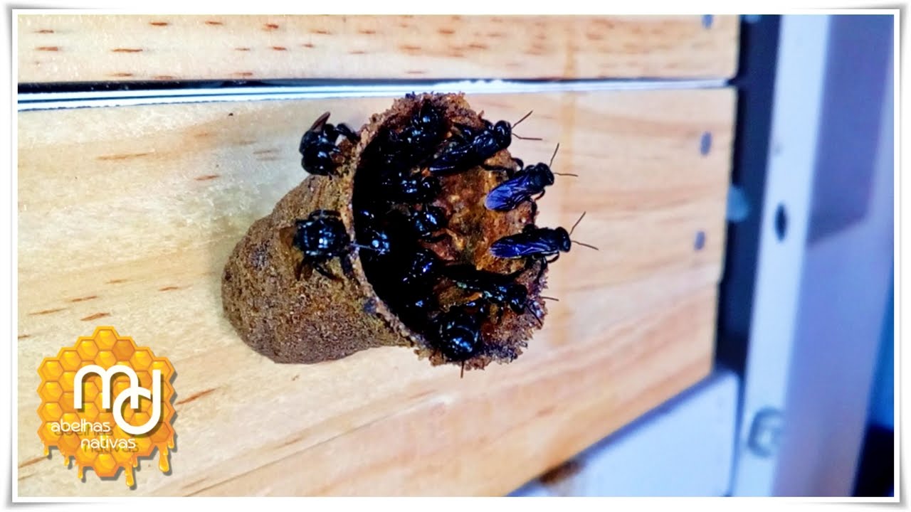 Abelha Tubuna - Scaptotrigona Bipunctata (Detalhes da Entrada do Ninho)