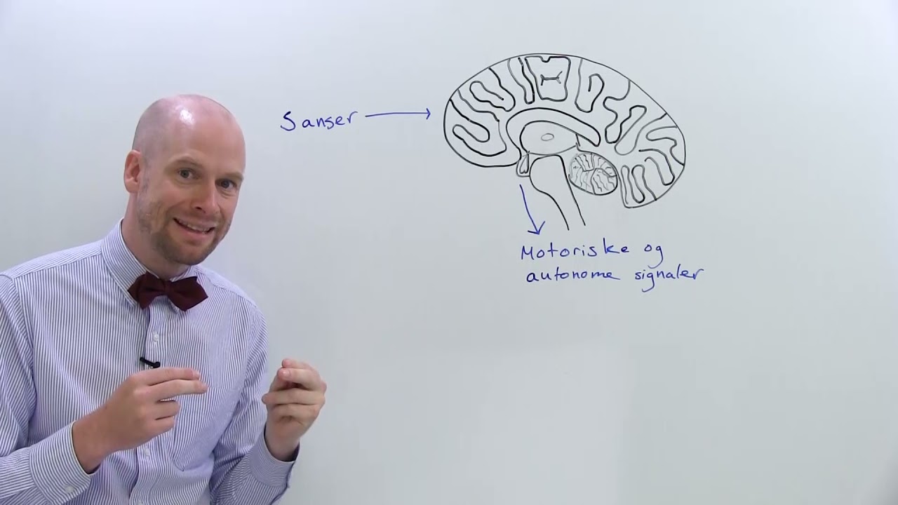 Intro til nervesystemet